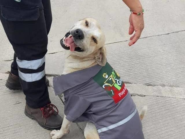 ¡Aplausos!; alimentan y arropan a perritos en gasolineras del sur (Video)