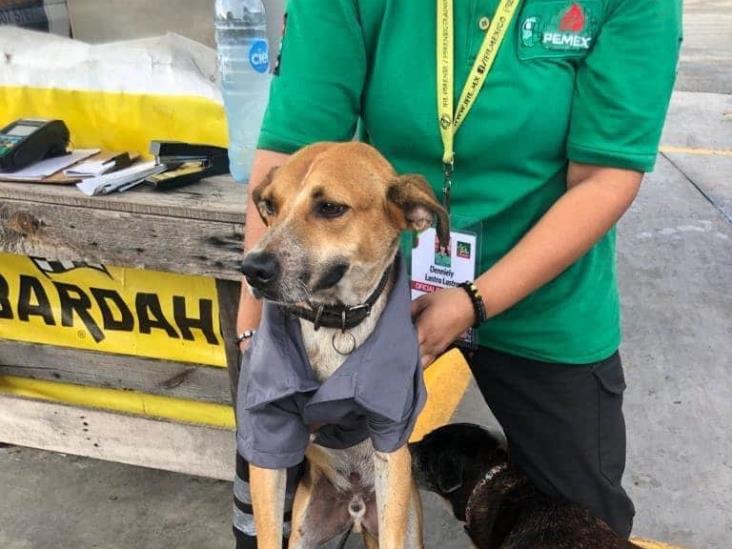 ¡Aplausos!; alimentan y arropan a perritos en gasolineras del sur (Video)