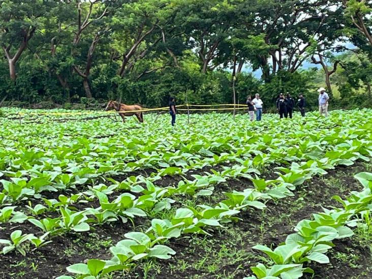 Muere en plena faena tabacalero de Catemaco