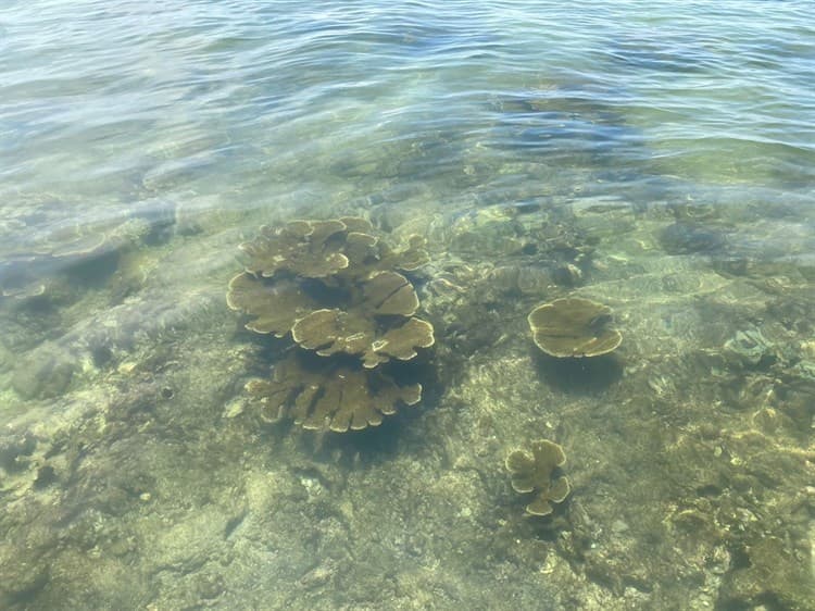 Programa de restauración ‘Anegada de adentro’, el más exitoso del Golfo de México