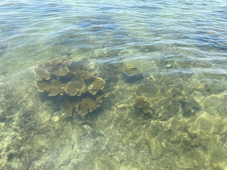 Programa de restauración ‘Anegada de adentro’, el más exitoso del Golfo de México