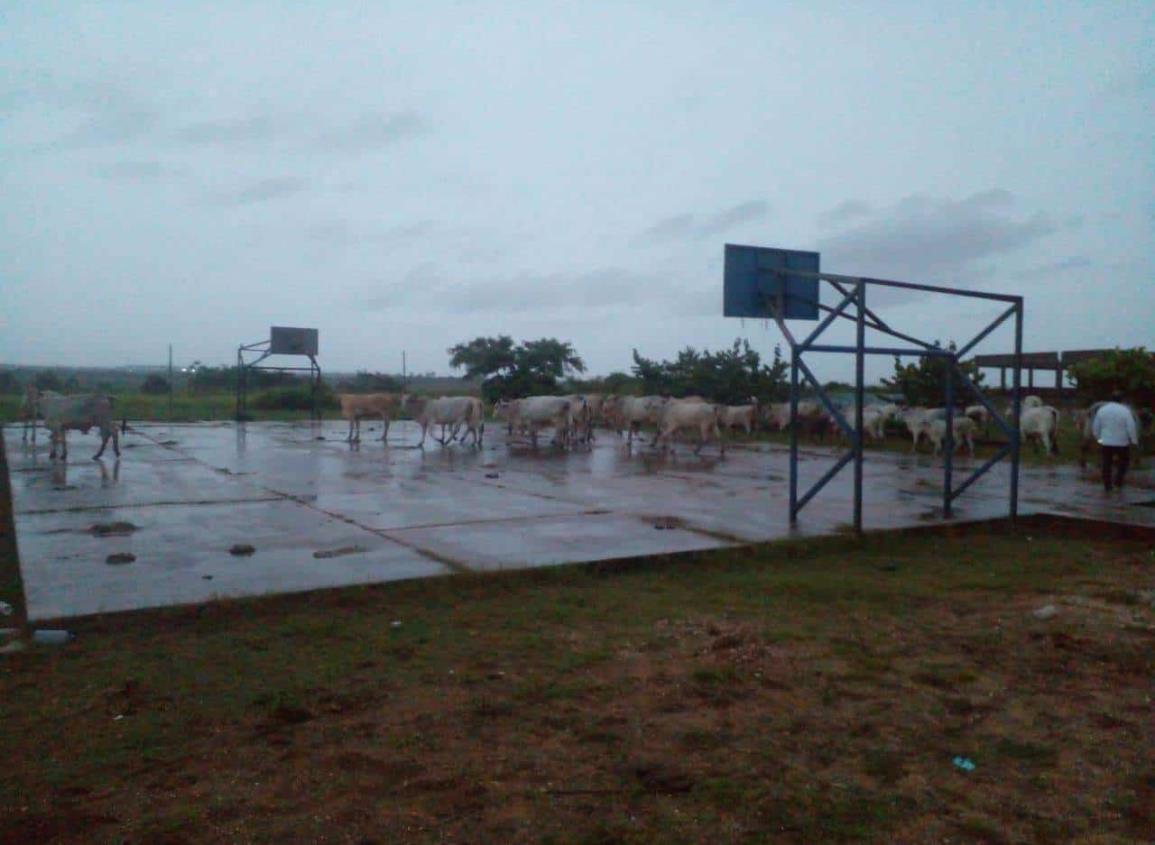 Vacas convierten en establo la General 7, en el poniente de Coatzacoalcos