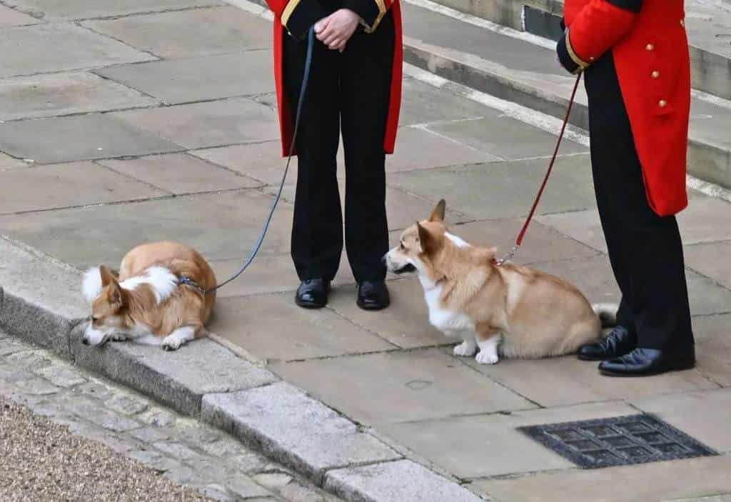 Los corgis de la reina, los invitados especiales en su funeral