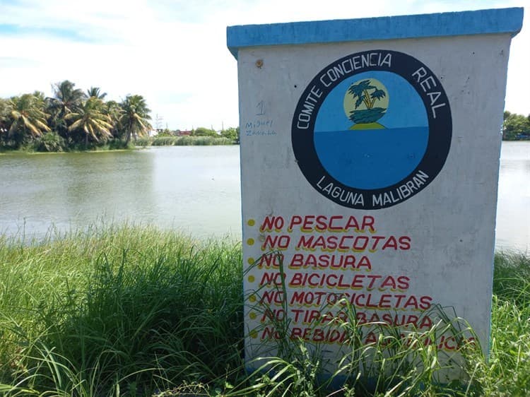 Llaman a proteger cocodrilos de la laguna Malibrán