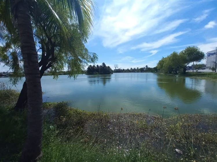 Llaman a proteger cocodrilos de la laguna Malibrán