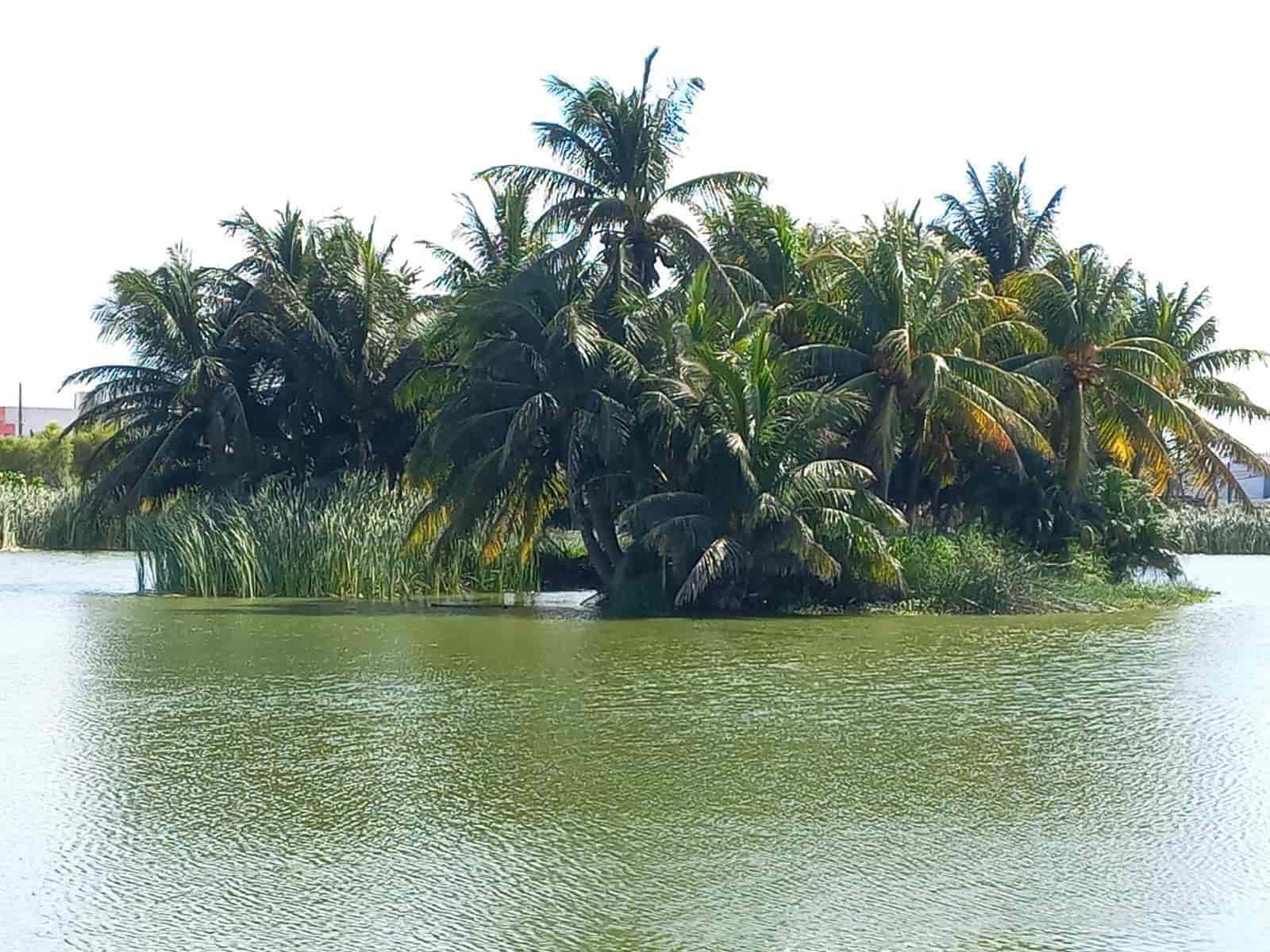 Llaman a proteger cocodrilos de la laguna Malibrán