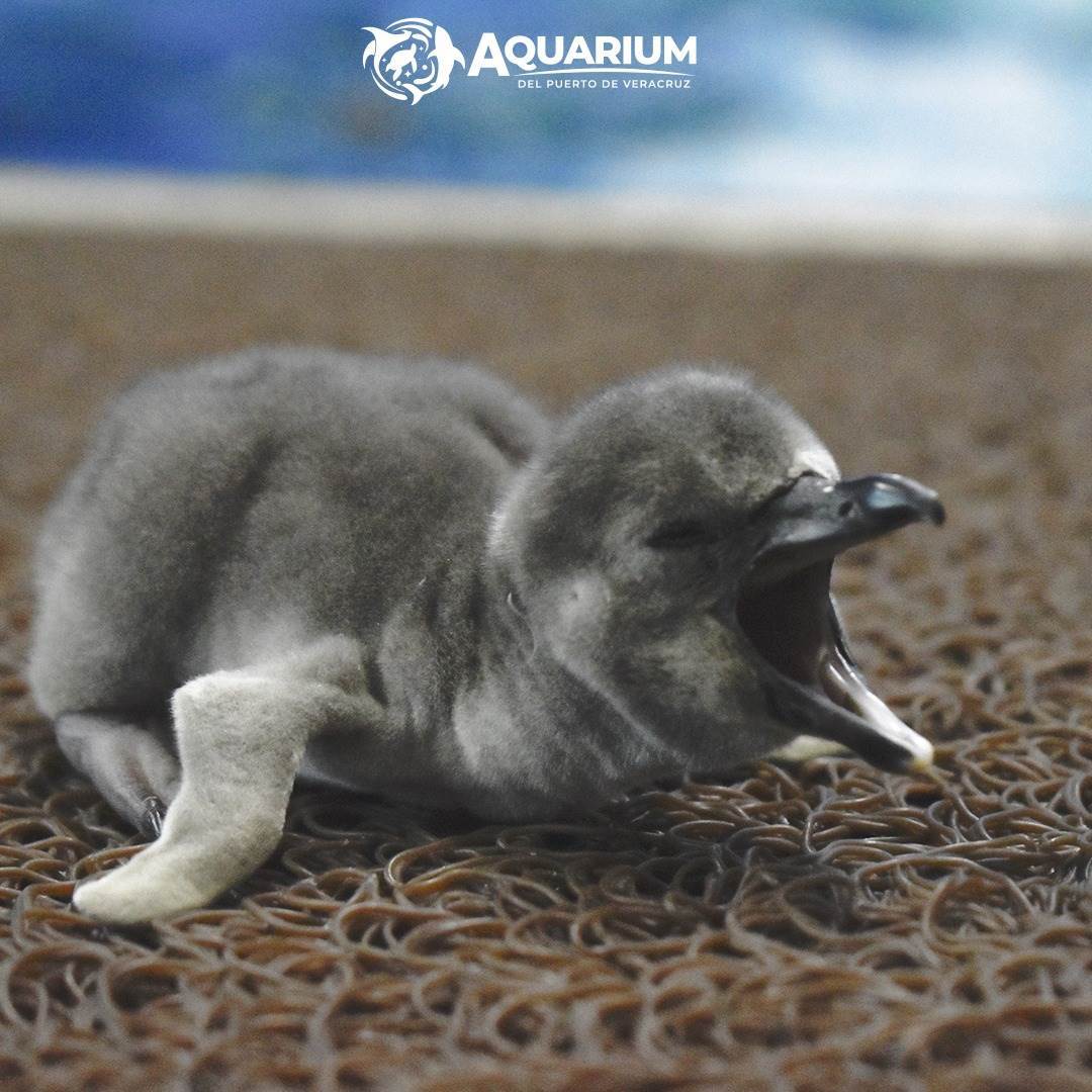 Lanzarán convocatoria para elegir nombres de pingüinos del Aquarium de Veracruz