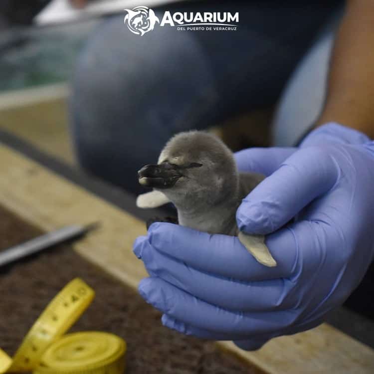 Lanzarán convocatoria para elegir nombres de pingüinos del Aquarium de Veracruz