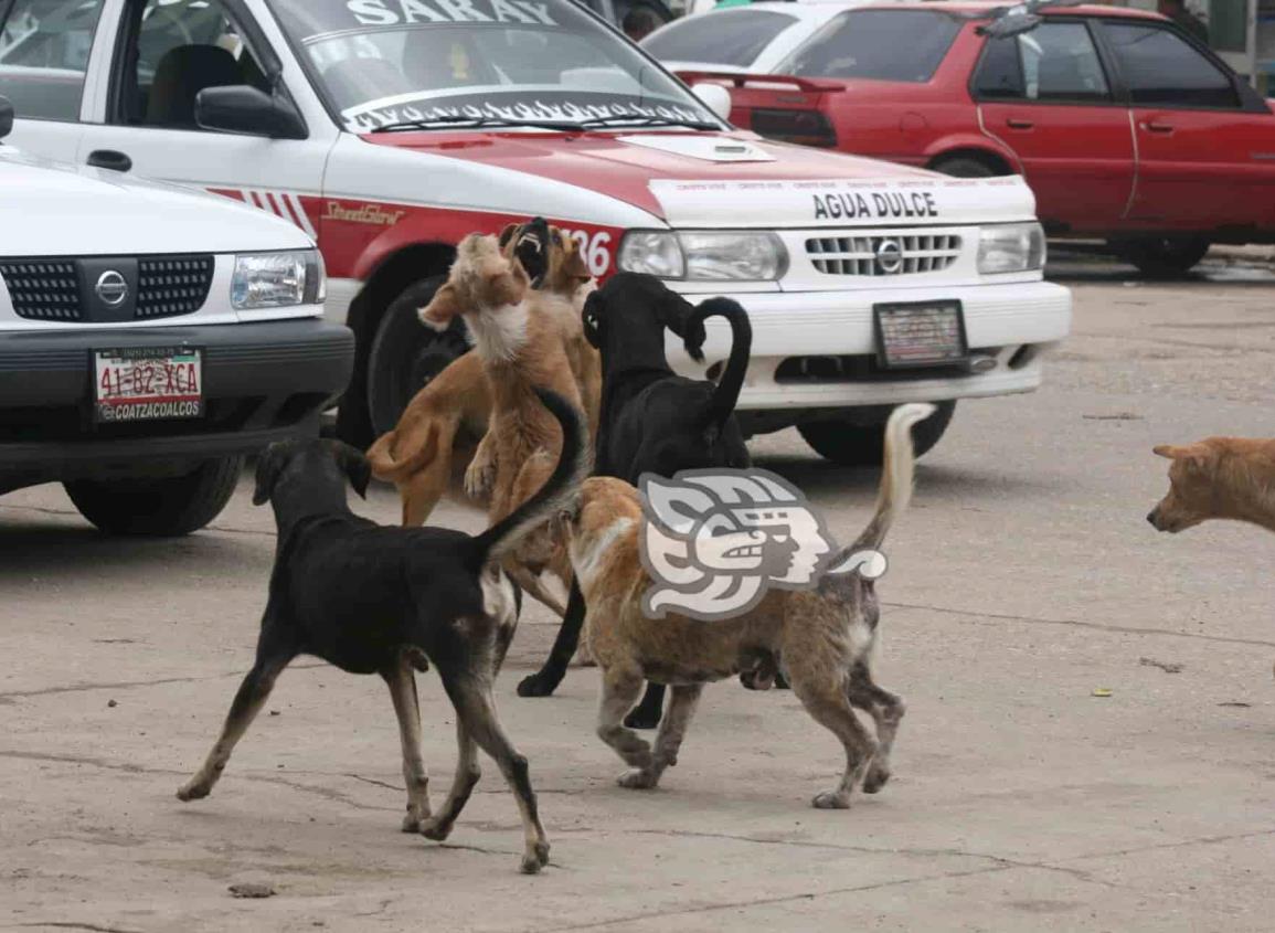 Aumentan casos de maltrato animal en Agua Dulce