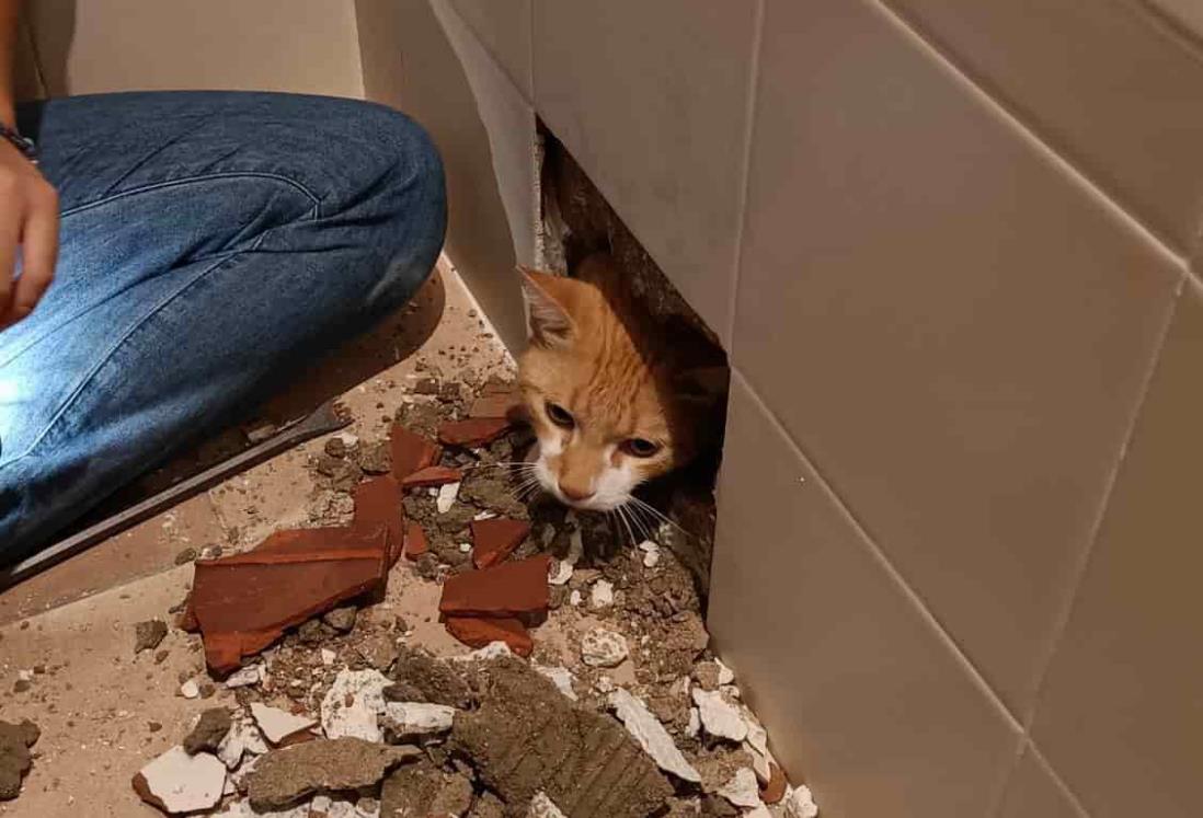 Gatito se queda encerrado dentro de una bañera, checa aquí la historia