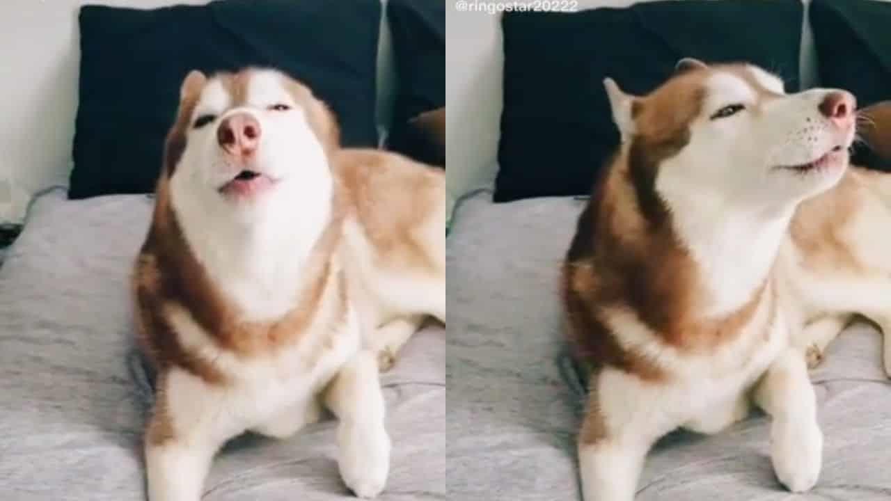 Te amamos perrito simulacro; conoce al husky con alarma sísmica incluida (Video)