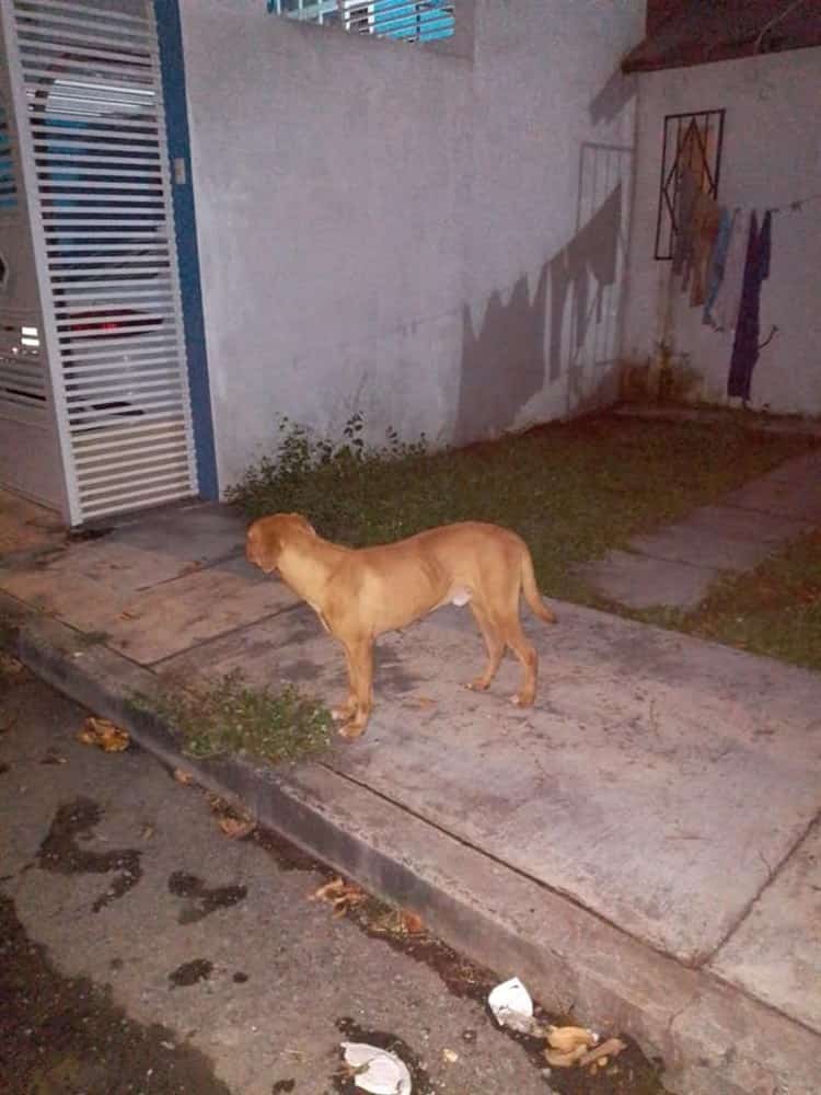 Abandonan a perrito en fraccionamiento de Veracruz; piden apoyo de autoridades