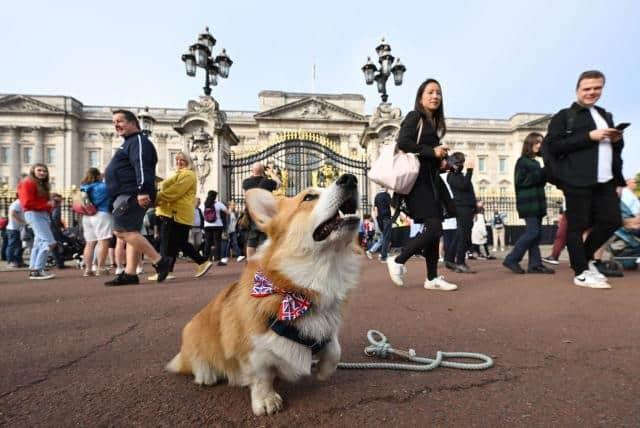 Se dispara precio de los corgi tras la muerte de reina Isabel II