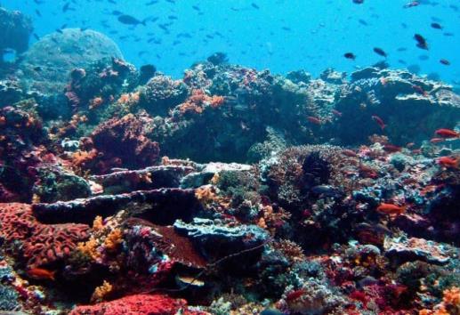 Arrecifes coralinos desaparecerían en 2050 por cambio climático