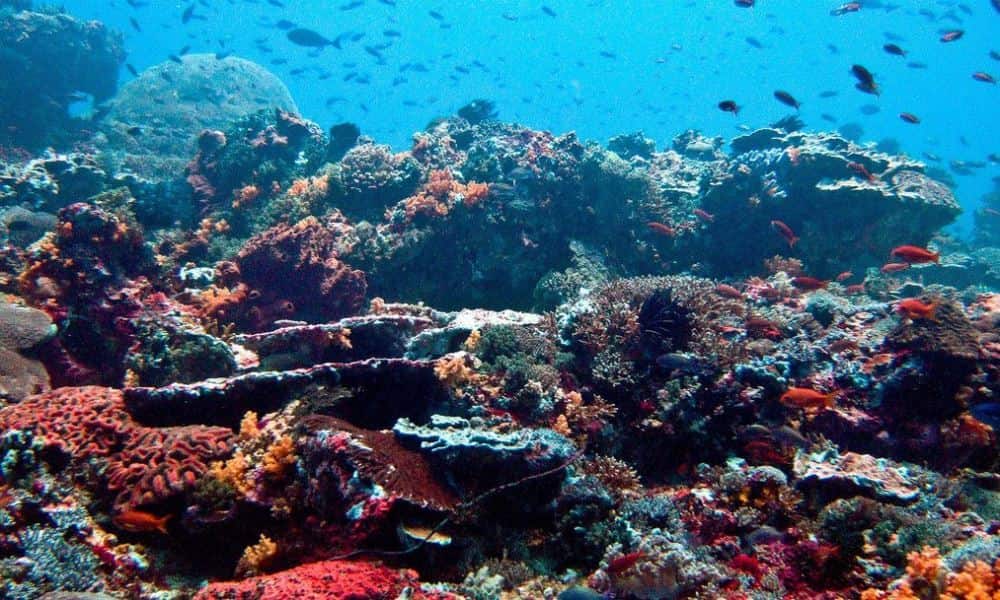 Arrecifes coralinos desaparecerían en 2050 por cambio climático