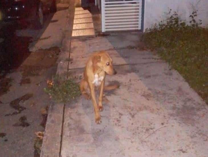 Abandonan a perrito en fraccionamiento de Veracruz; piden apoyo de autoridades