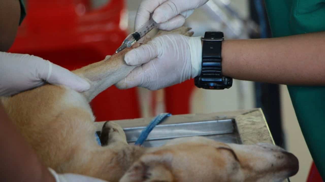 Aplicarán vacuna antirrábica en el Hospital Veterinario de Pequeñas Especies (+Video)