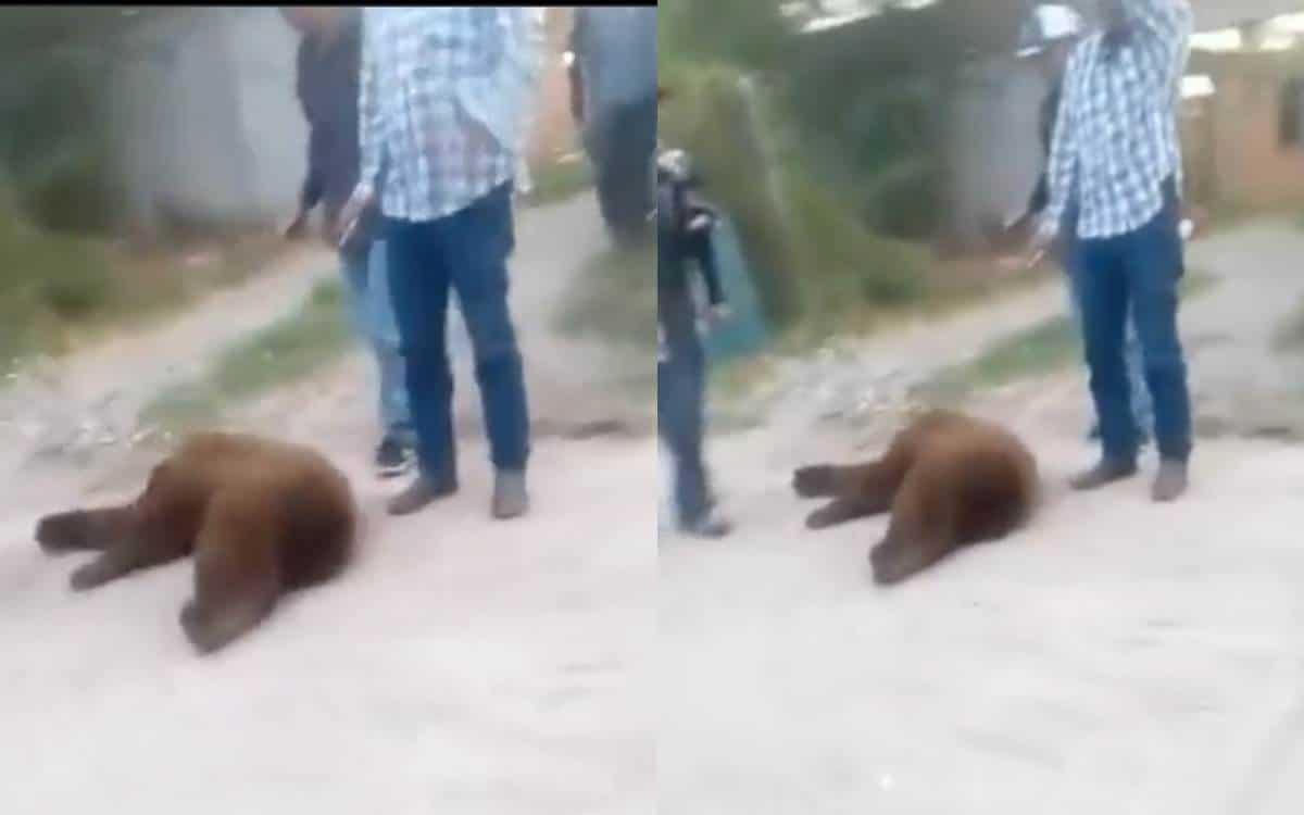 Video: Matan a oso que buscaba agua y comida en Sonora; se investiga el caso