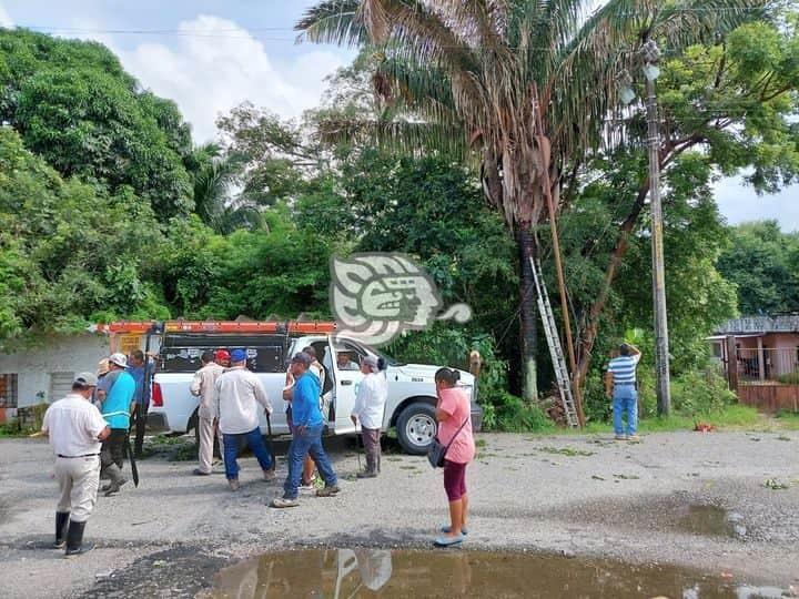 Piden a CFE desmorre de árboles para prevenir cortos circuitos