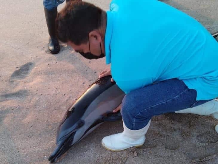 Delfín muere de un paro cardiorrespiratorio en playas de Mazatlán