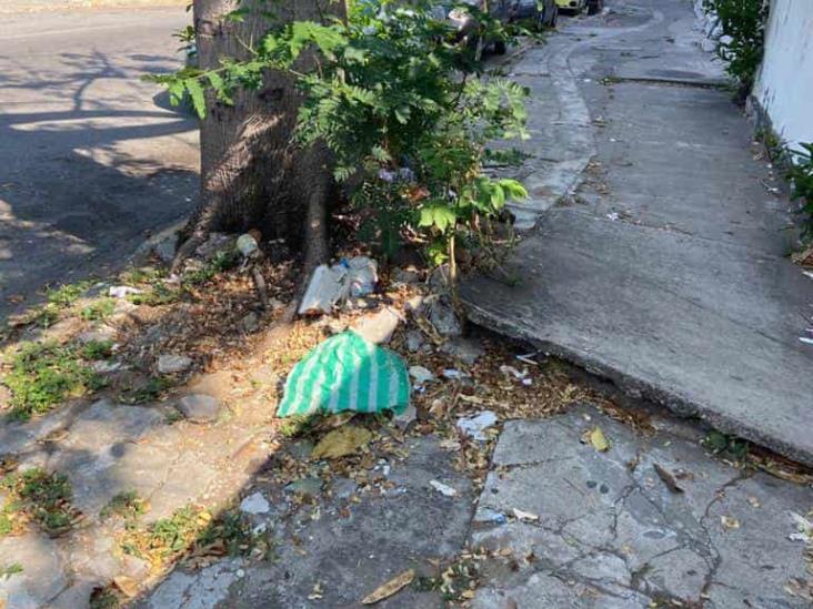 Vecinos piden componer banqueta rota a causa de las raíces de un árbol en Veracruz