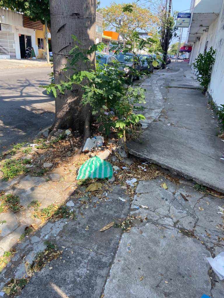 Vecinos piden componer banqueta rota a causa de las raíces de un árbol en Veracruz