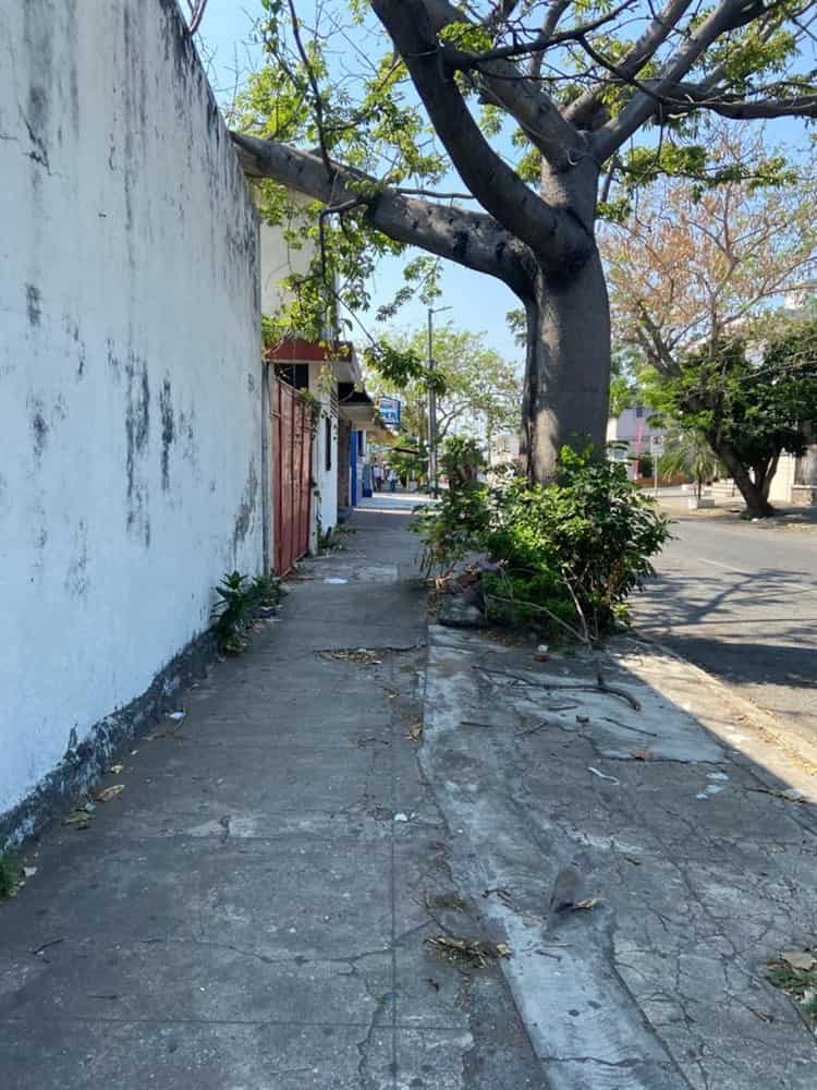 Vecinos piden componer banqueta rota a causa de las raíces de un árbol en Veracruz