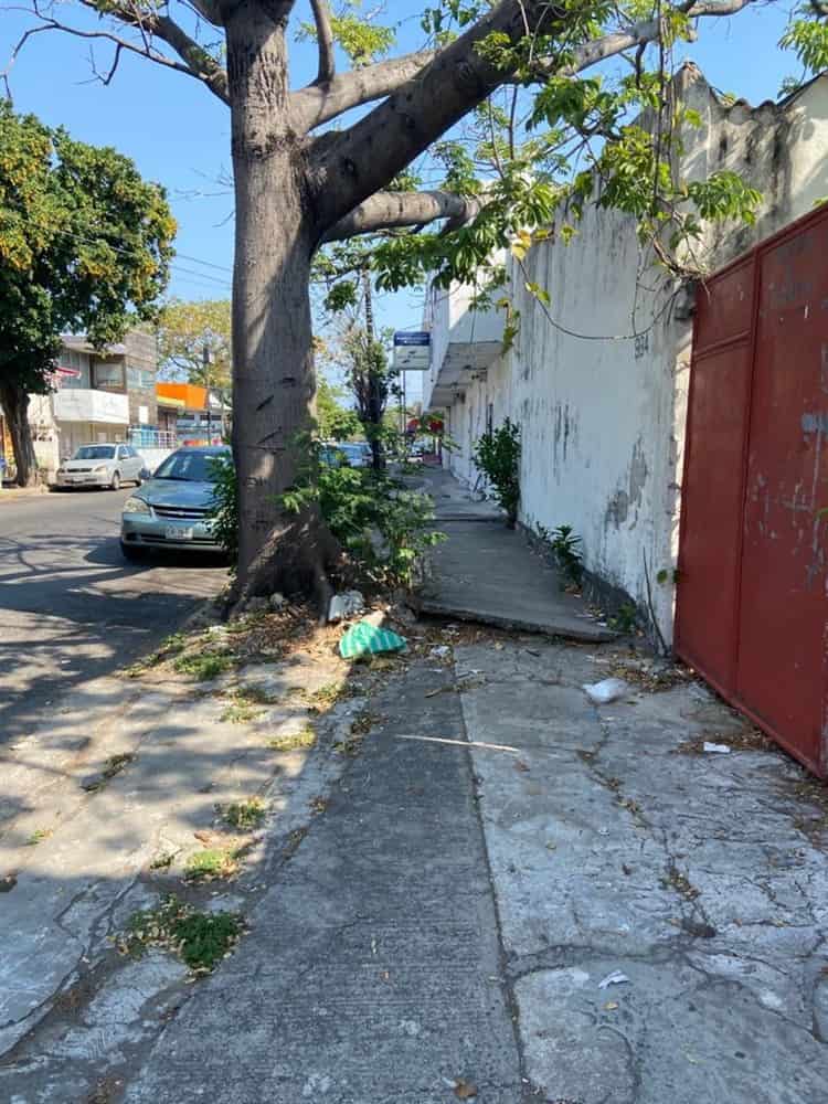 Vecinos piden componer banqueta rota a causa de las raíces de un árbol en Veracruz