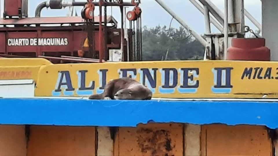 Captan nutria en el paso de lanchas; piden preservar fauna en Coatzacoalcos