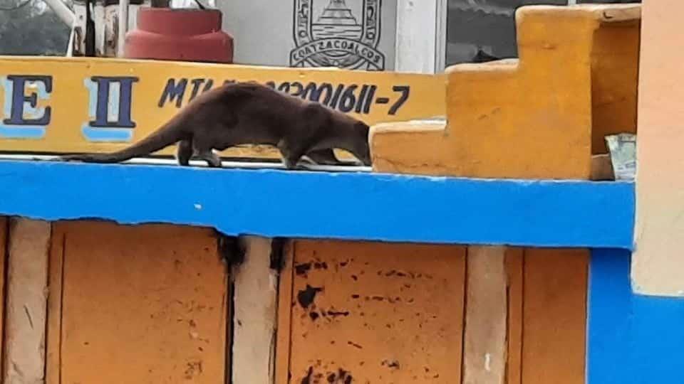 Captan nutria en el paso de lanchas; piden preservar fauna en Coatzacoalcos