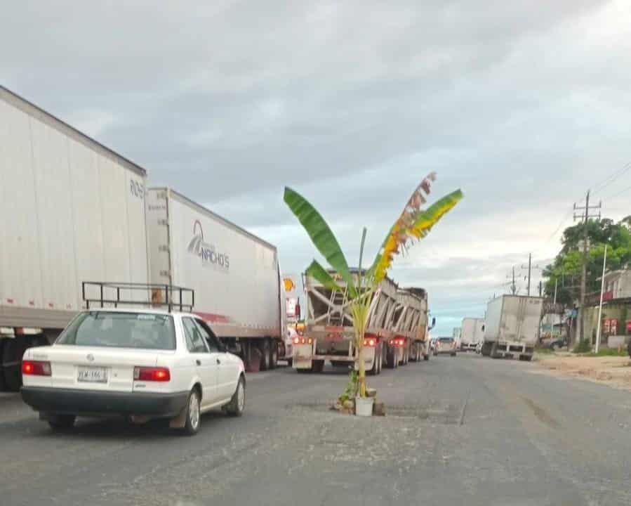 Plantan árbol en carretera Transistmica de Sayula