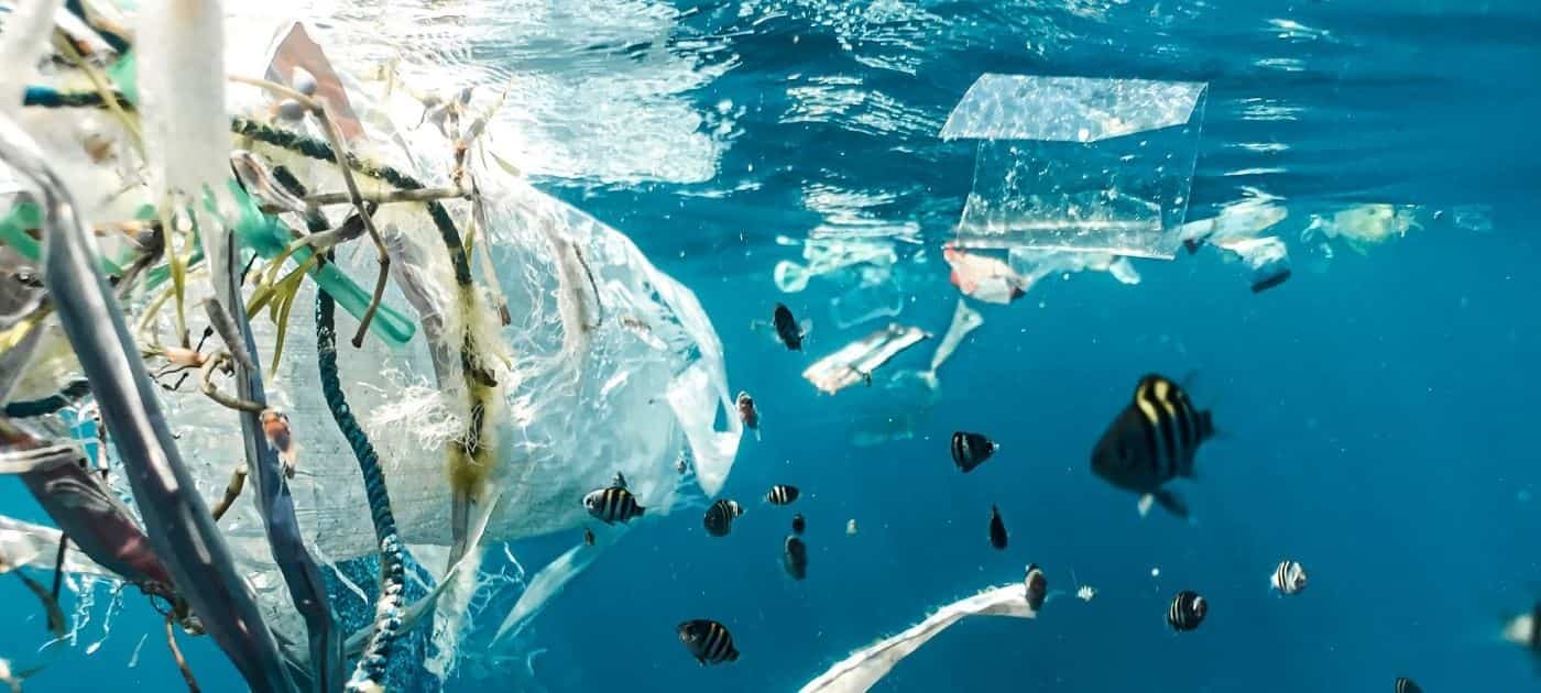 Hallan residuos de microplástico en organismo de peces capturados en Veracruz