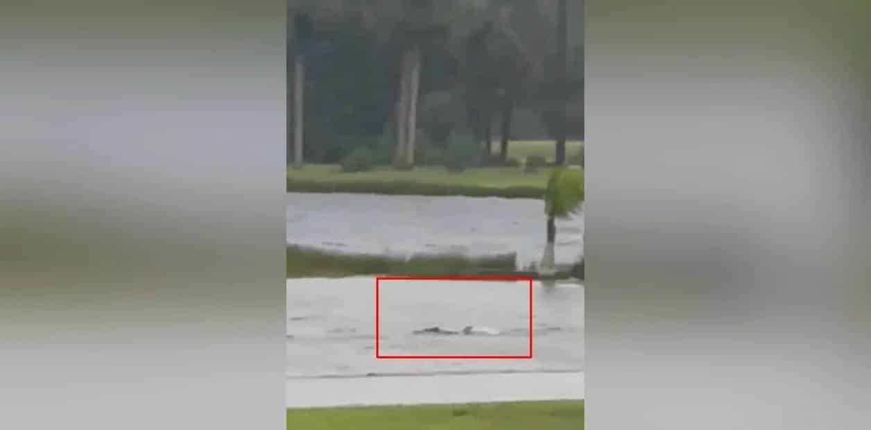 Video: Captan a tiburón nadando en calles de Florida por efecto de huracán Ian