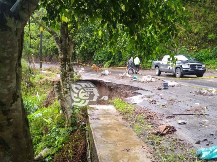 Árbol se desploma sobre cables de energía eléctrica en la Misantla-Yecuatla