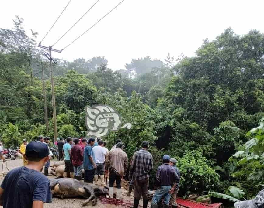 Torton cargado de novillos se fue al fondo de un barranco en Uxpanapa