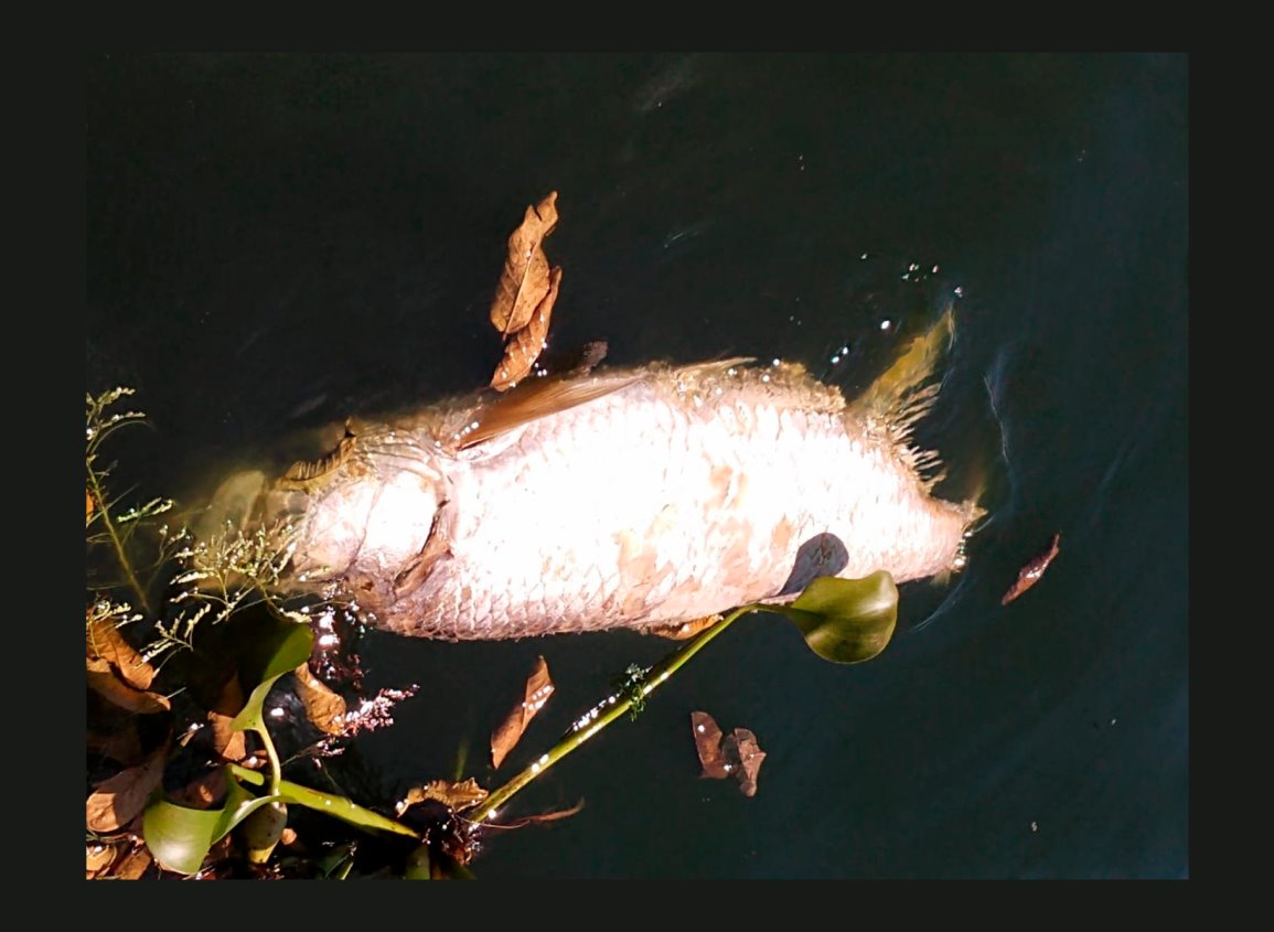 Muerte de sábalo traerá desequilibrio en la Laguna Olmeca, en Veracruz