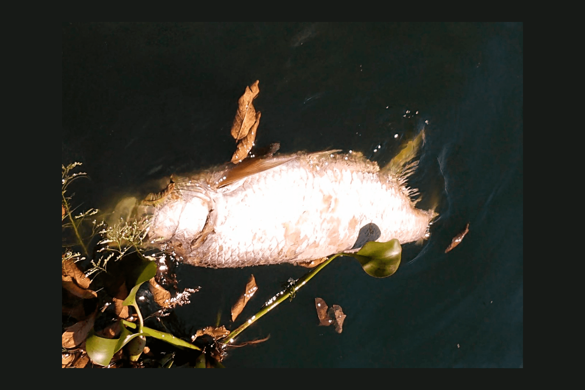 Muerte de sábalo traerá desequilibrio en la Laguna Olmeca, en Veracruz