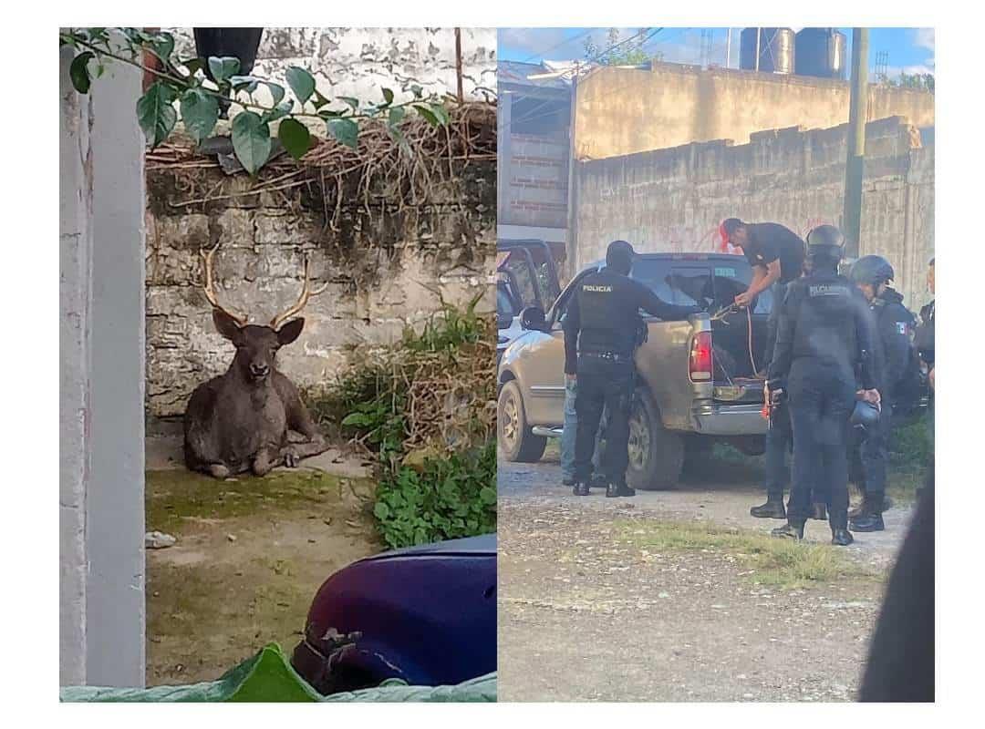 Policías de Xalapa ‘detienen’ a un venado en la colonia Revolución (+Video)