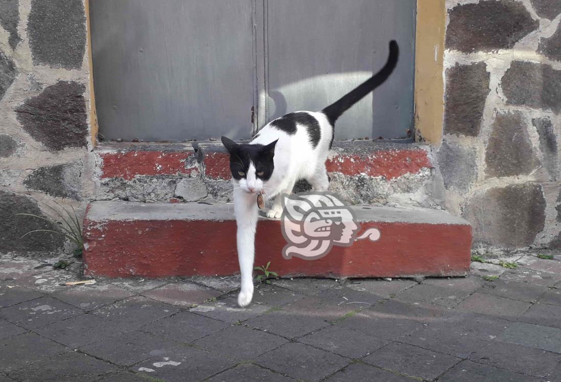 Halloween y rituales de magia negra: la sentencia de muerte de los gatos