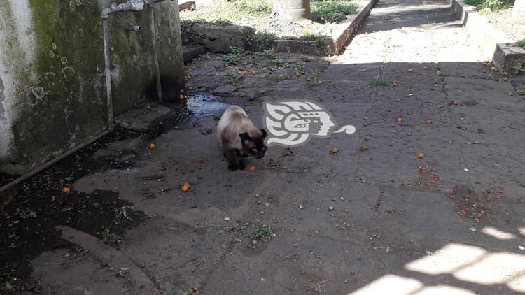 Halloween y rituales de magia negra: la sentencia de muerte de los gatos