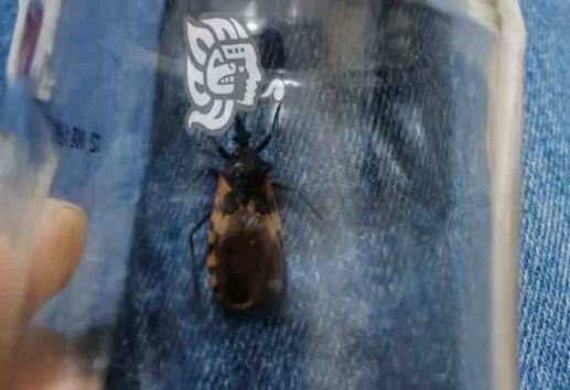 Enfermedad de Chagas afectó a casi 900 personas en 2022 en México