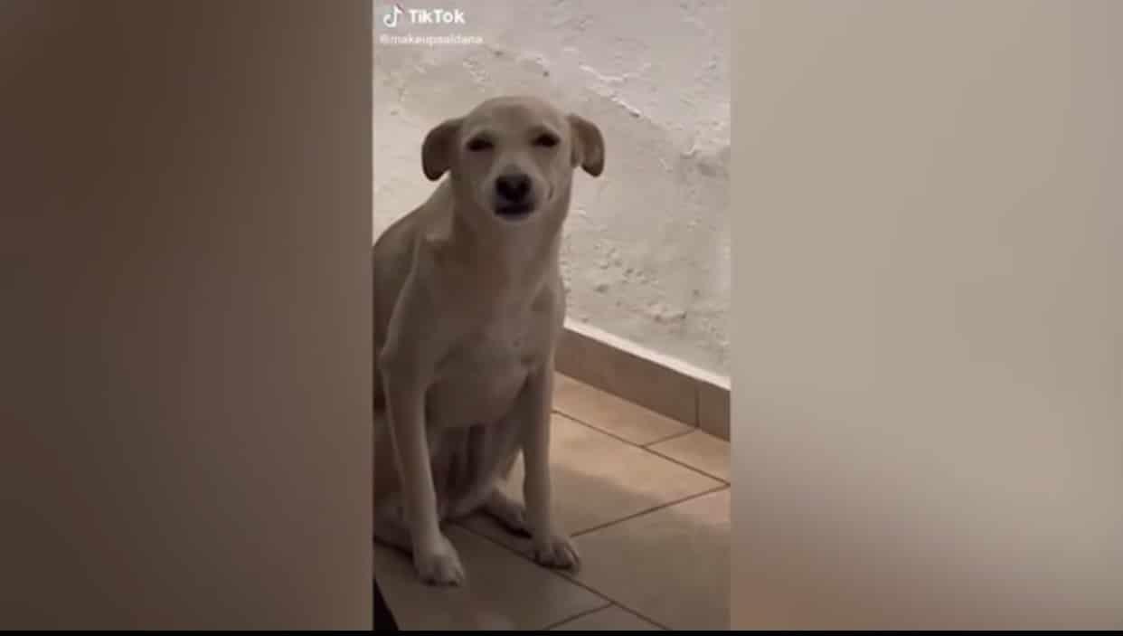 Por su tierna carita, se viraliza perrita que fue regañada por su dueña