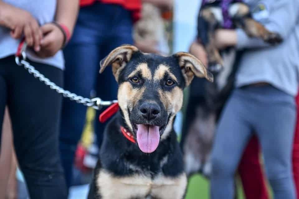 ¡Entérate! Anuncian la Expo Mascotas 2022 en Boca del Río