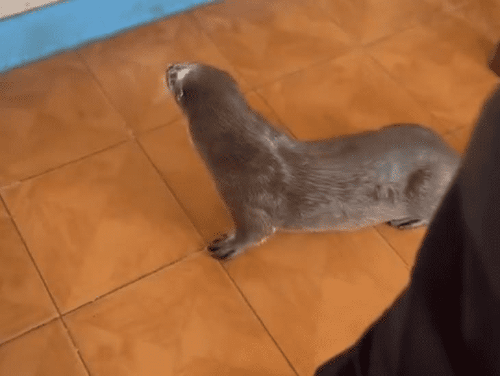 Nutria se convierte en la mascota de restaurantes en Mandinga, Alvarado (+Video)