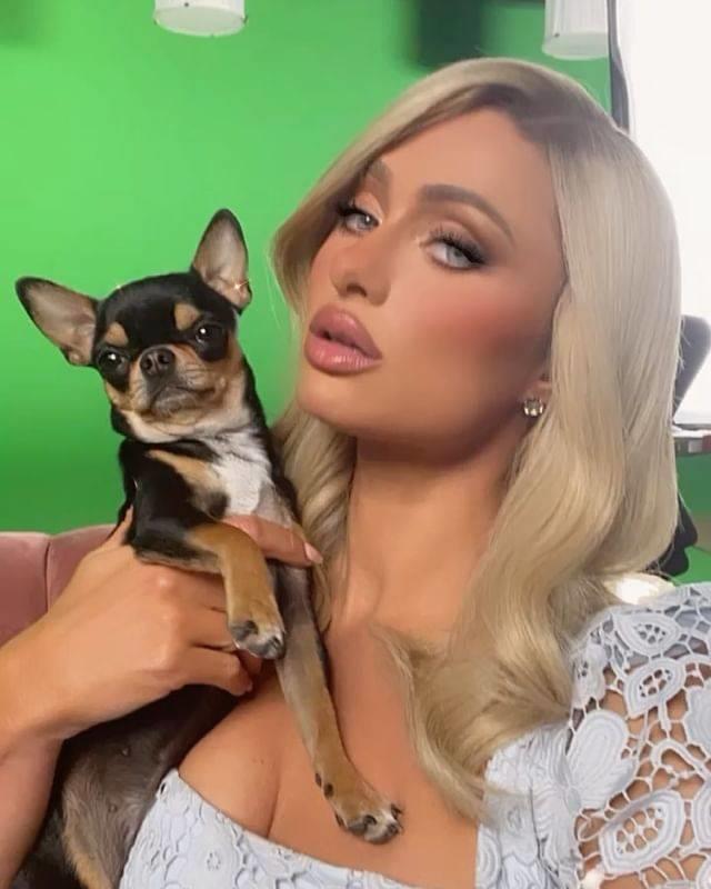 Paris Hilton contrata a médiums para encontrar a su perrito chihuahua