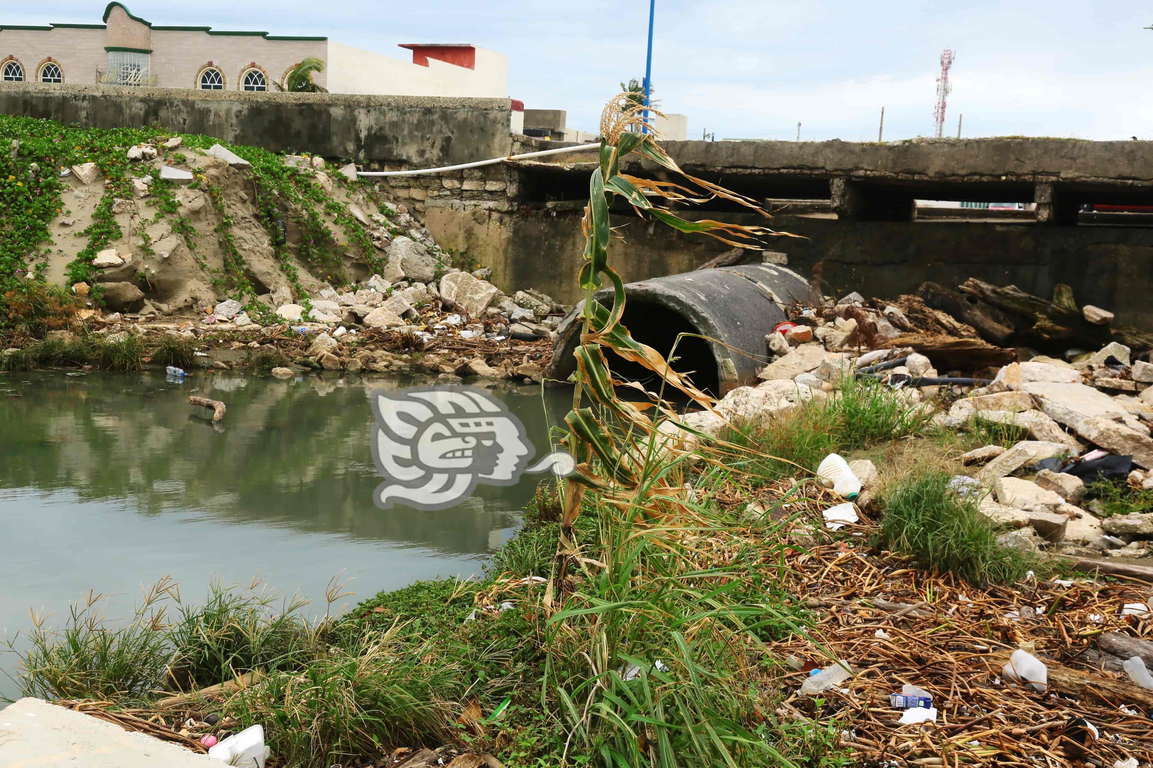 Entre basura y aguas negras, se da cultivo de maíz en playa de Coatzacoalcos(+Video)