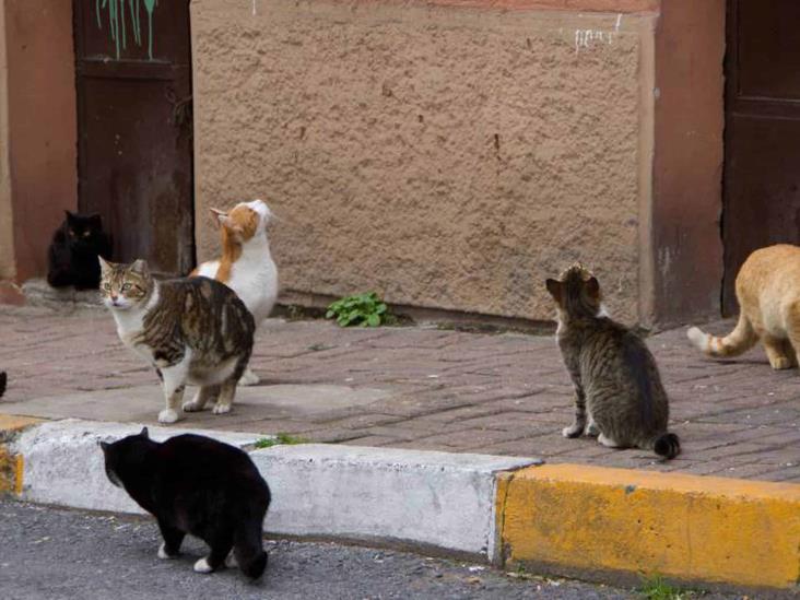 Por irresponsabilidad de dueños, aumentó presencia de gatos callejeros(+Video)