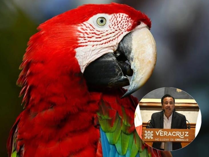 Guacamaya Leaks: Autoriza gobernador que lo investiguen tras ser ligado al narco