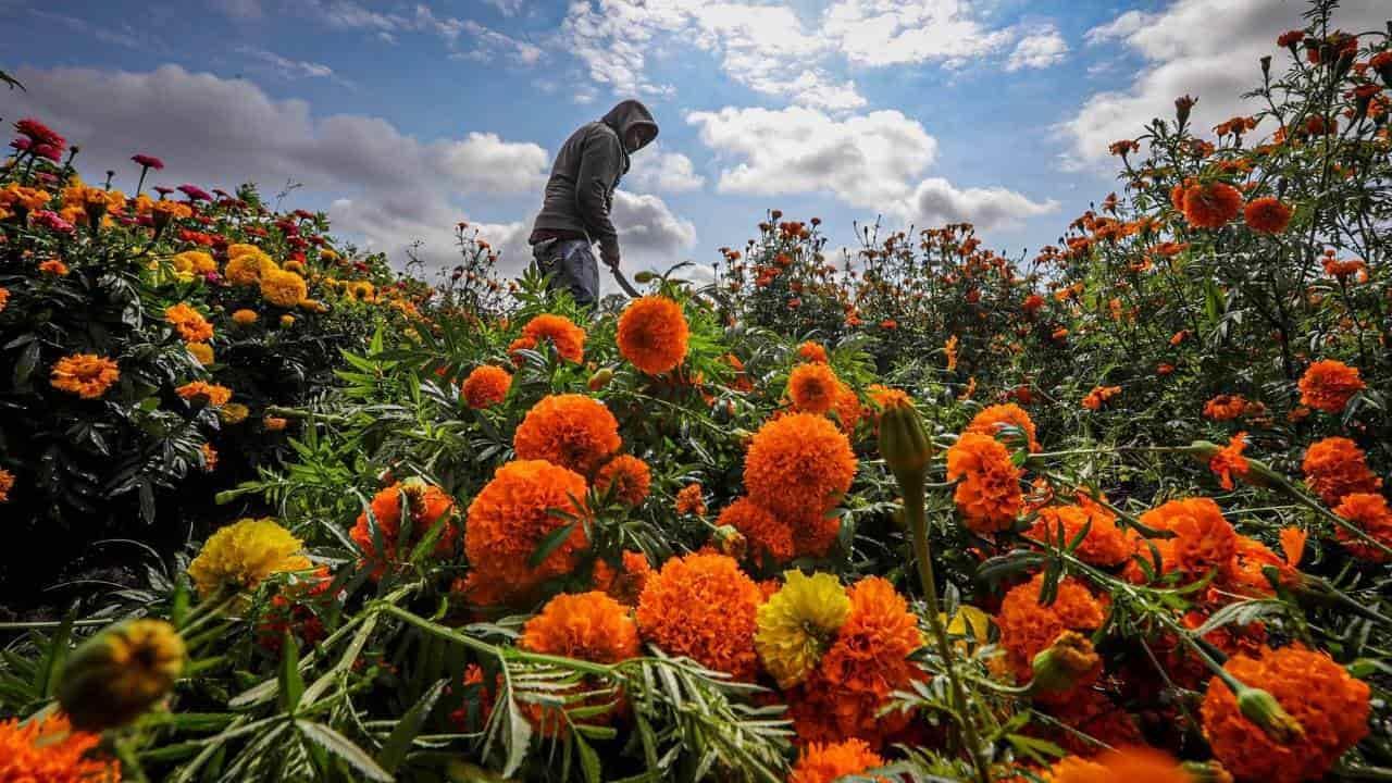 ¿Conoces la leyenda de la flor de cempasúchil?