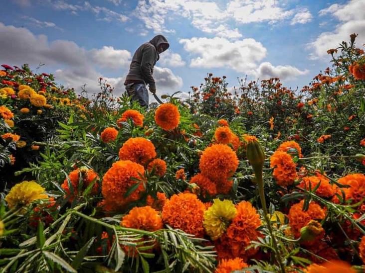 ¿Conoces la leyenda de la flor de cempasúchil?